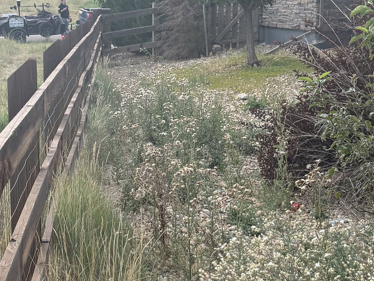 Before: overgrown weeds along the fence